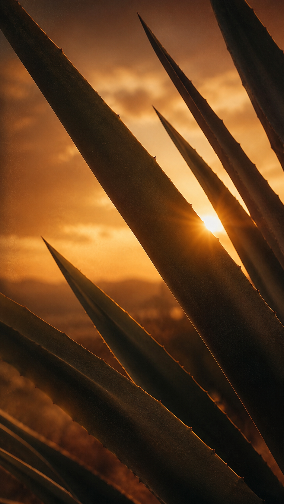 Dark agave leaves silhouetted against a rich golden sunset with sunlight glowing between the blades.