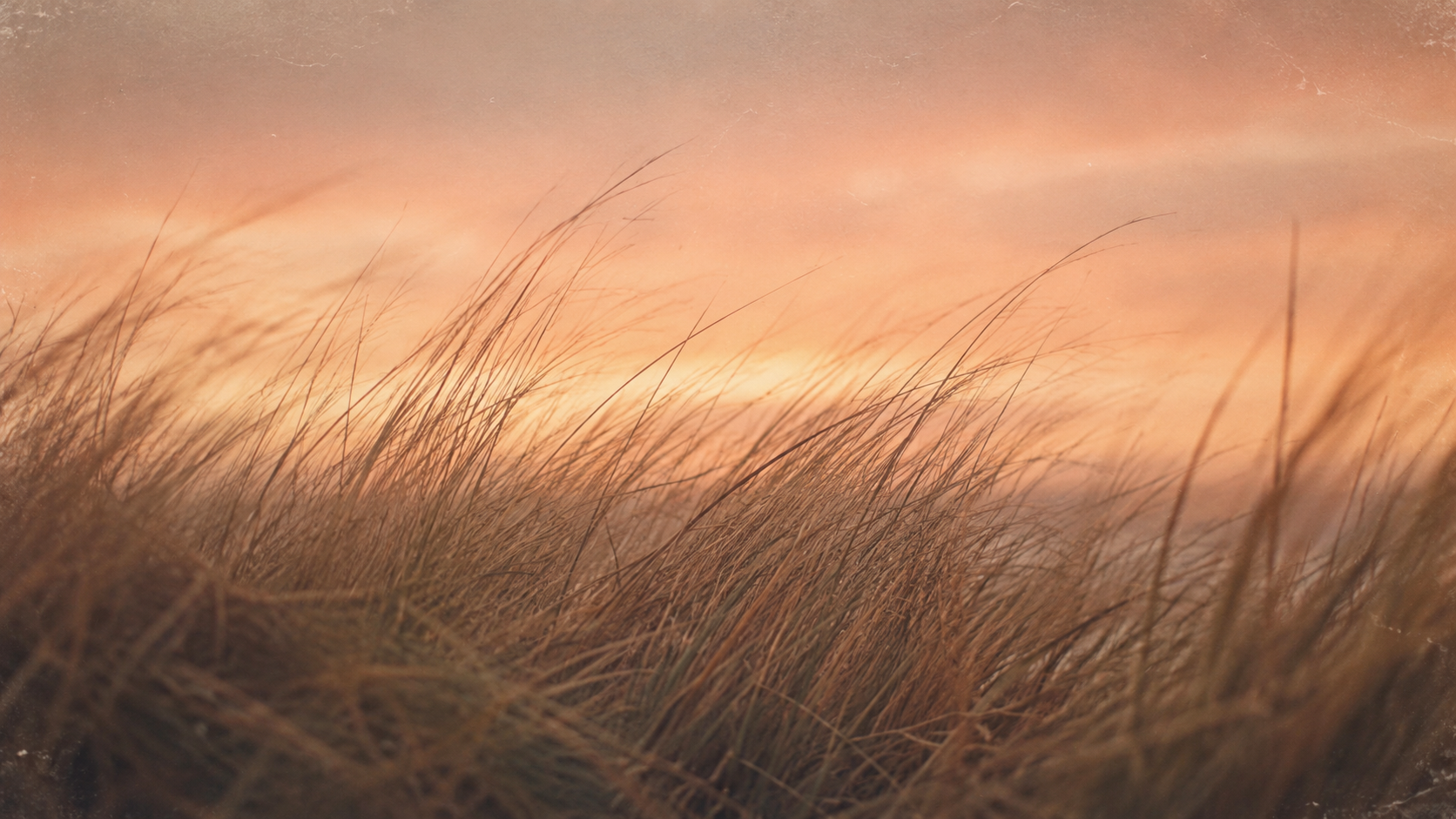 Dry coastal dune grass beneath a muted peach-beige dusk sky in a vintage film-style photograph.