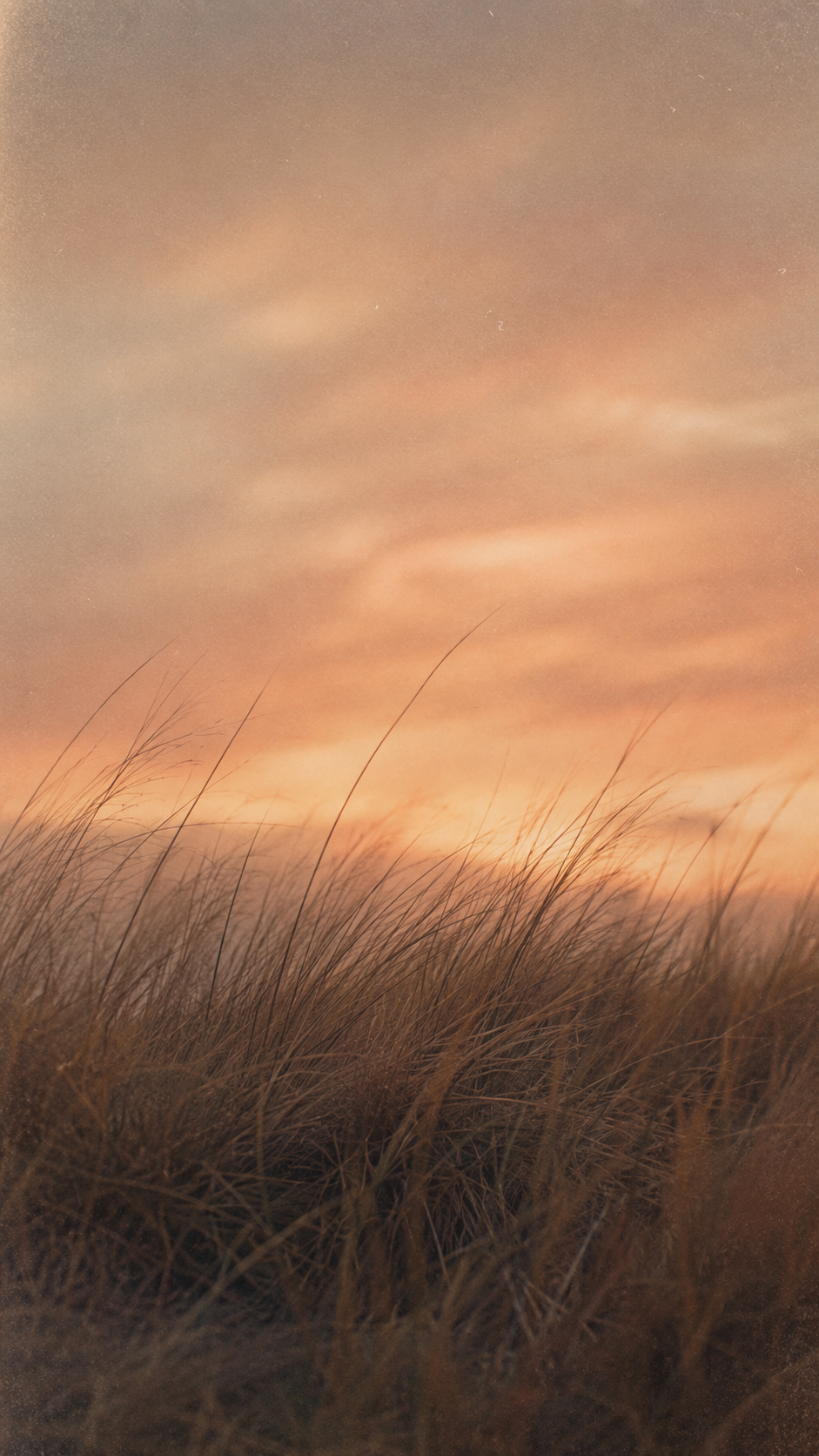 Windblown dry coastal dune grass below a muted peach-taupe dusk sky in a vertical vintage film-style photograph.