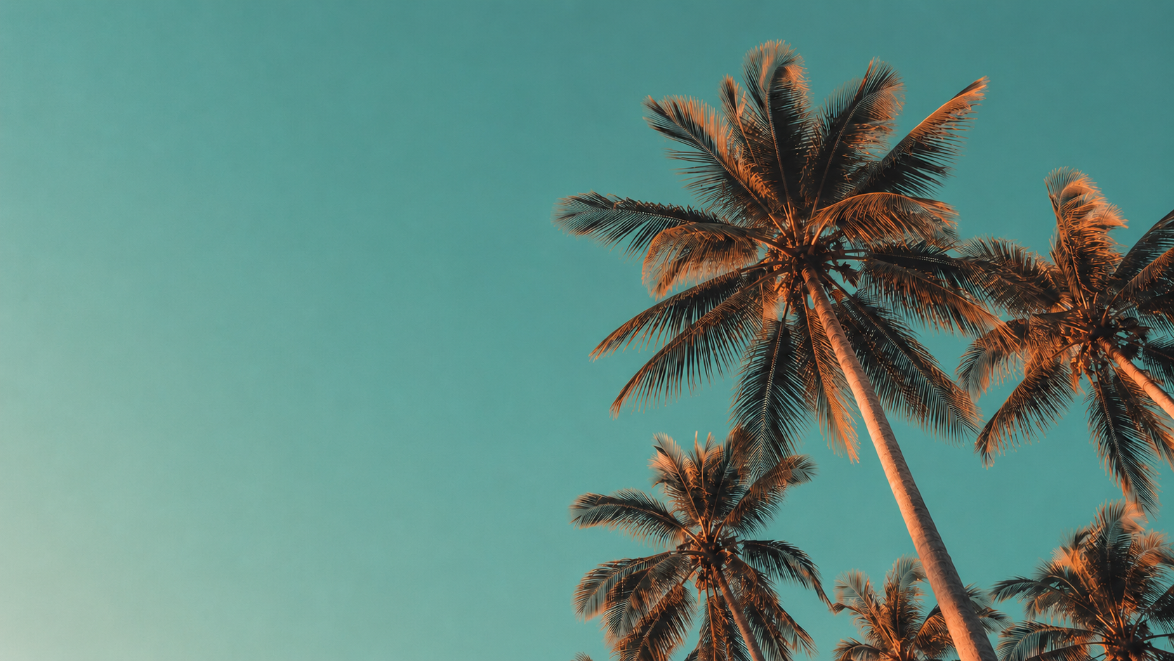 Sunset-lit palm trees against a clear teal sky, viewed from below with warm copper highlights on the fronds.