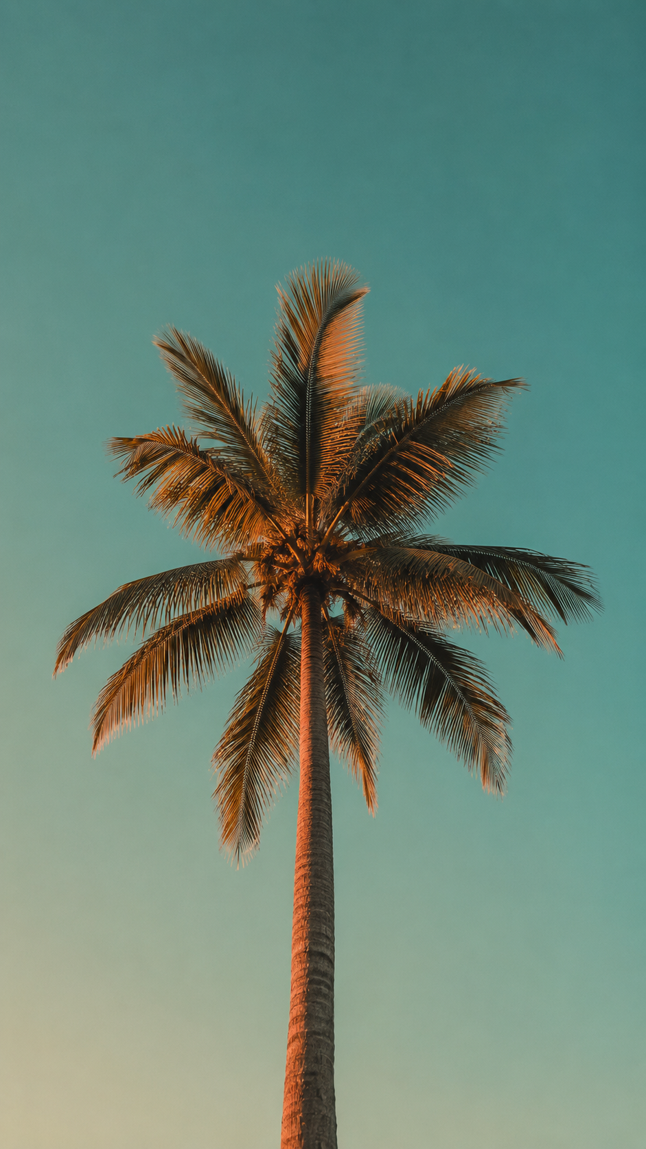 Tall palm tree illuminated by warm sunset light against a clear teal sky, viewed from below in a vertical composition.